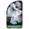 rhododendron-dauricum-april-white-1