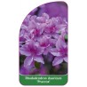 rhododendron-praecox-b1