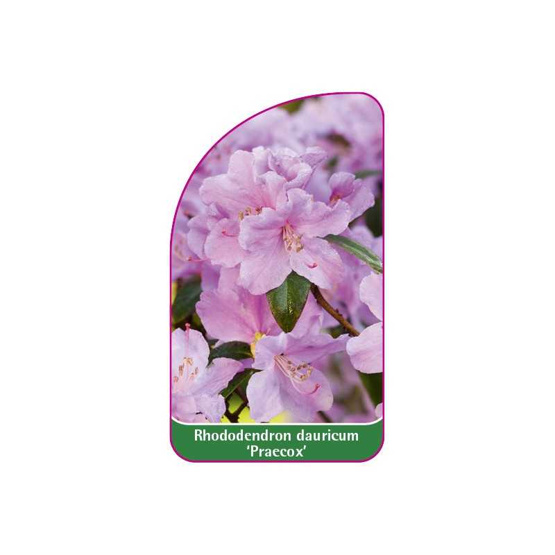 rhododendron-dauricum-praecox-c1