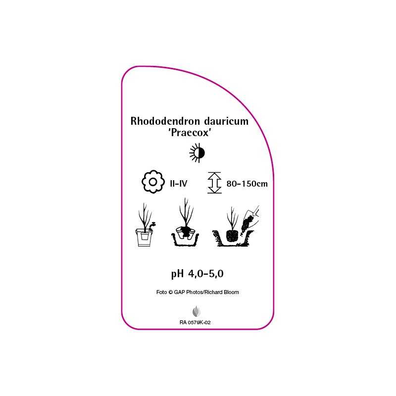 rhododendron-dauricum-praecox-c0