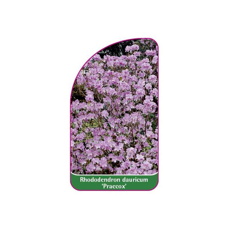 rhododendron-dauricum-praecox-a1