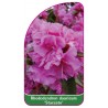 rhododendron-dauricum-staccato-mini-b1