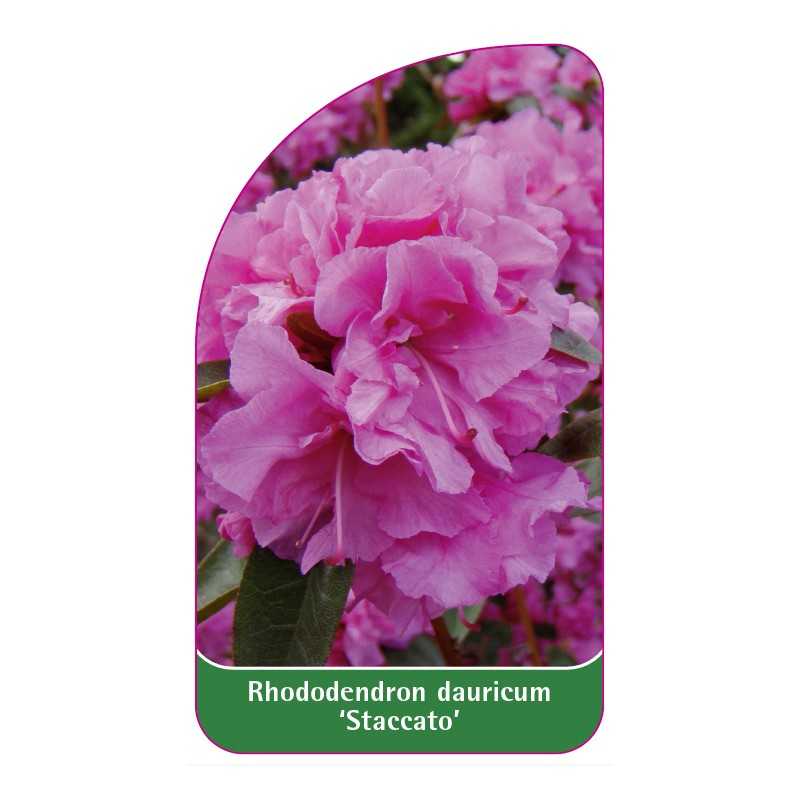 rhododendron-dauricum-staccato-standard1