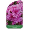 rhododendron-dauricum-staccato-standard1
