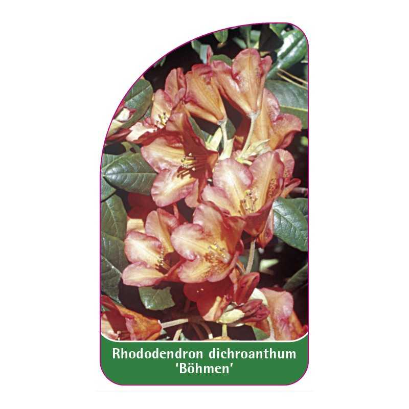 rhododendron-dichroanthum-bohmen-1