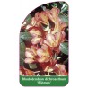 rhododendron-dichroanthum-bohmen-1