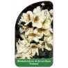 rhododendron-dichroanthum-forlana-1