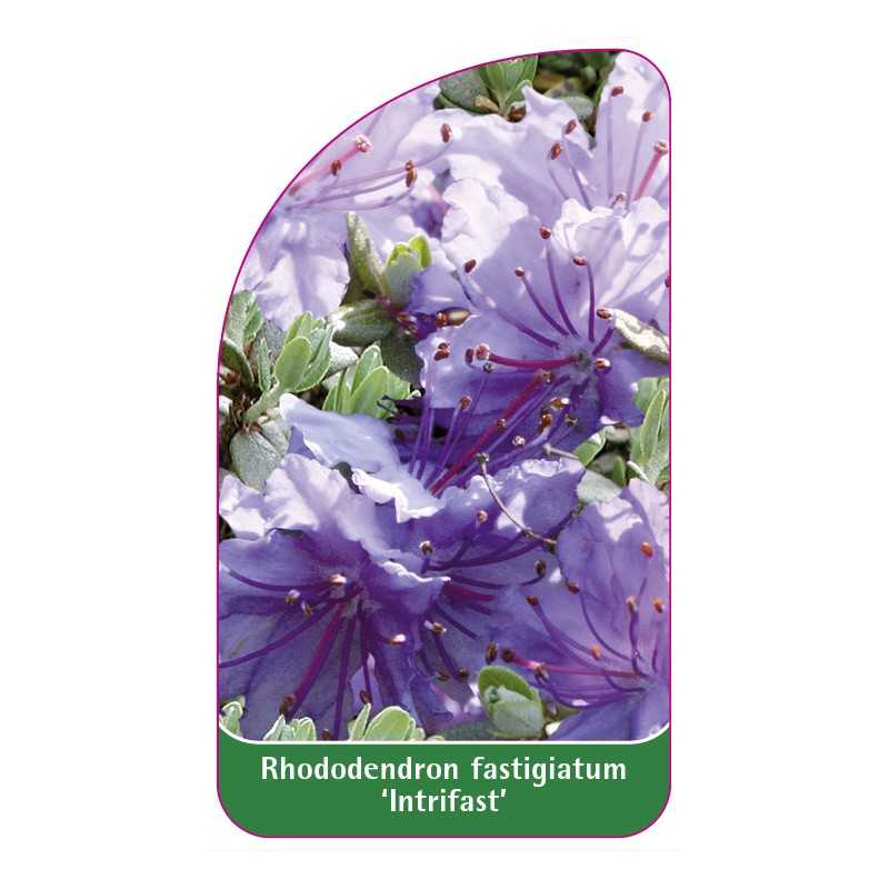 rhododendron-fastigiatum-intrifast-standard1