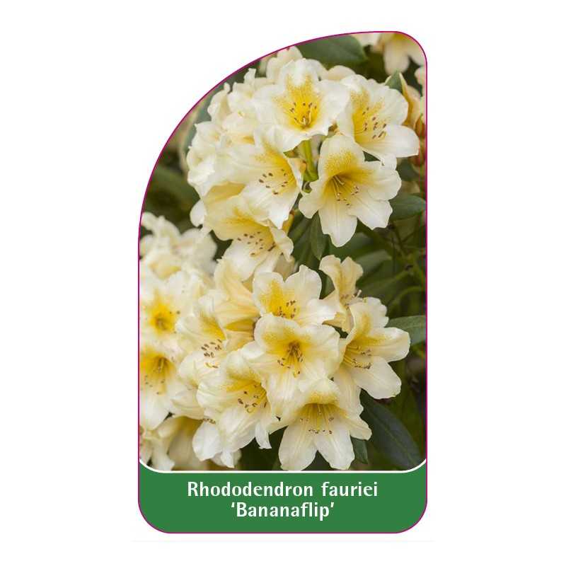 rhododendron-fauriei-bananaflip-1