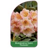 rhododendron-fortunei-flautando-b1