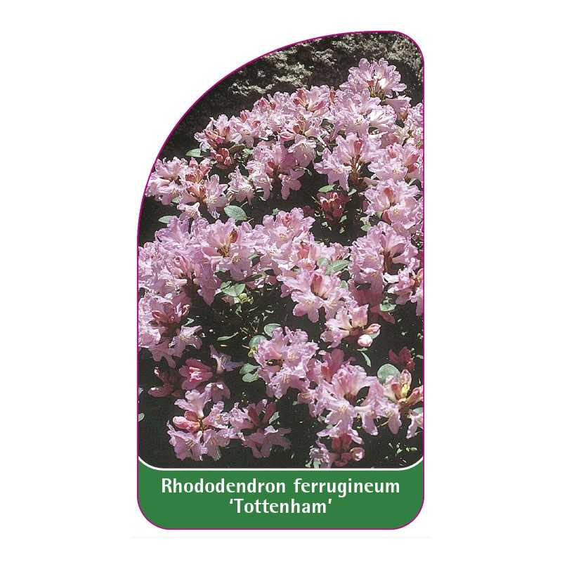 rhododendron-ferrugineum-tottenham-1