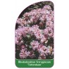 rhododendron-ferrugineum-tottenham-1
