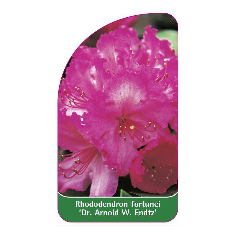 rhododendron-fortunei-dr-aw-endtz-1