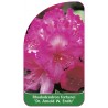 rhododendron-fortunei-dr-aw-endtz-1