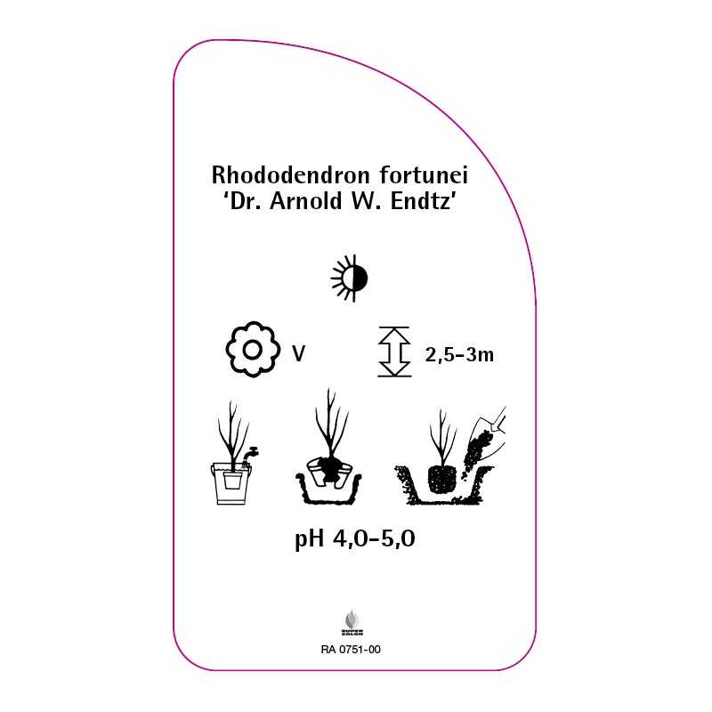 rhododendron-fortunei-dr-aw-endtz-0