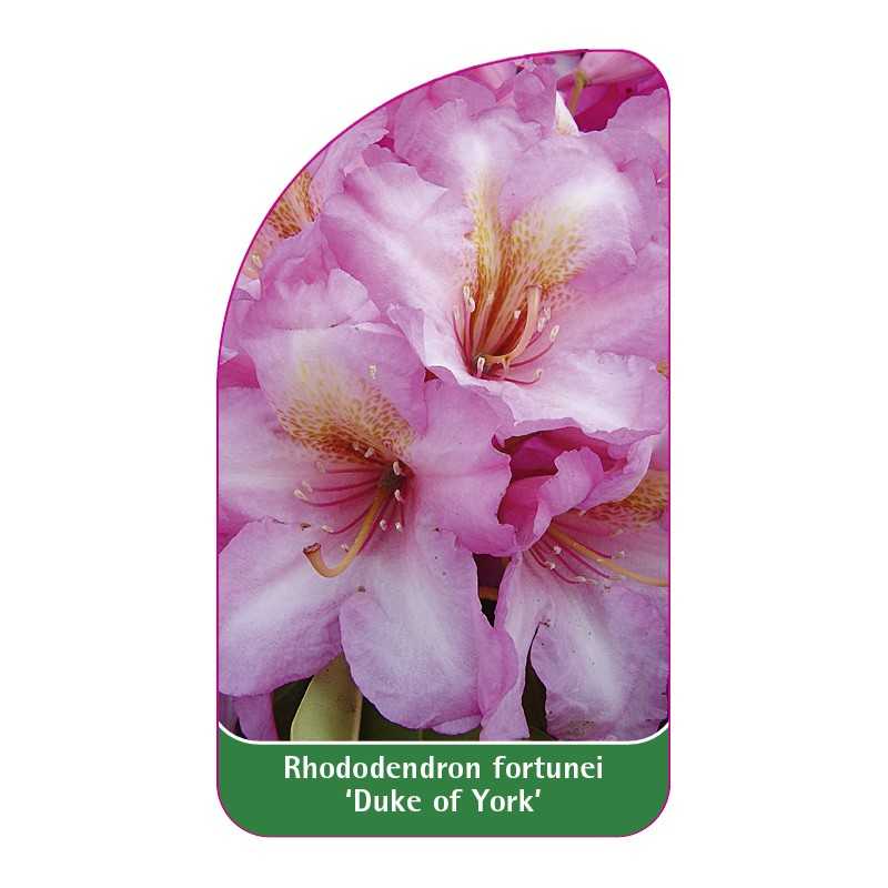 rhododendron-fortunei-duke-of-york-1