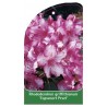 rhododendron-graffithianum-topsvoort-pearl-1
