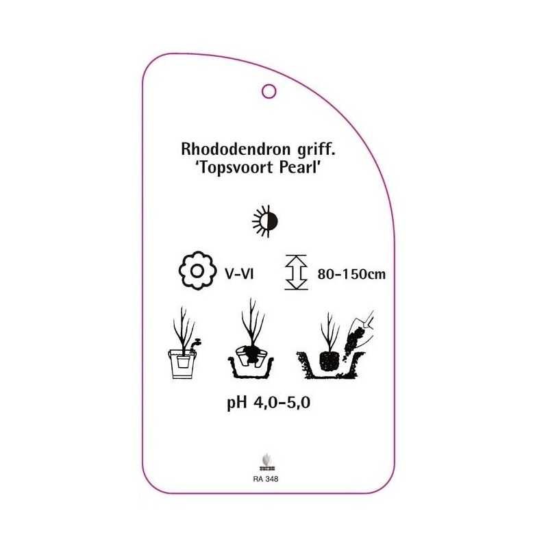 rhododendron-graffithianum-topsvoort-pearl-0