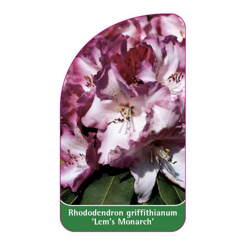 rhododendron-griffithianum-lem-s-monarch-1