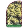 rhododendron-hansceanum1