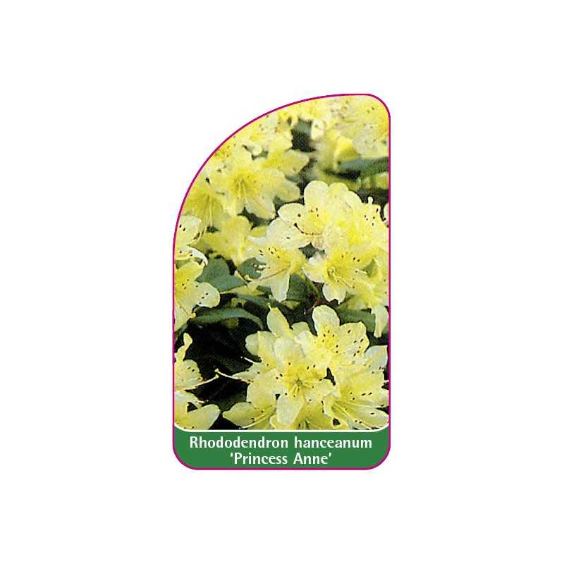 rhododendron-hansceanum-princess-anne-1