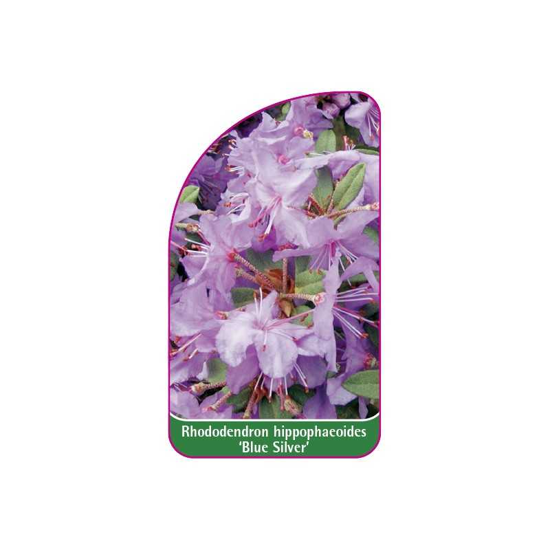 rhododendron-hippophaeoides-blue-silver-mini1