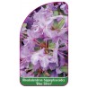rhododendron-hippophaeoides-blue-silver-mini1