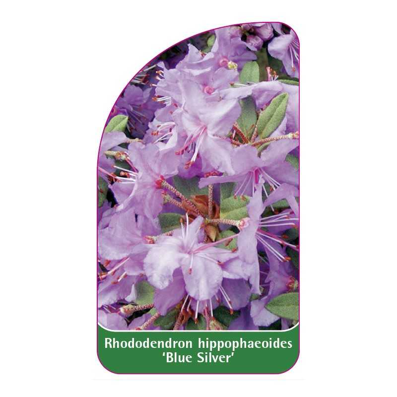 rhododendron-hippophaeoides-blue-silver-standard1