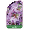 rhododendron-hippophaeoides-blue-silver-standard1