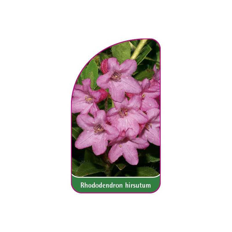 rhododendron-hirsutum1