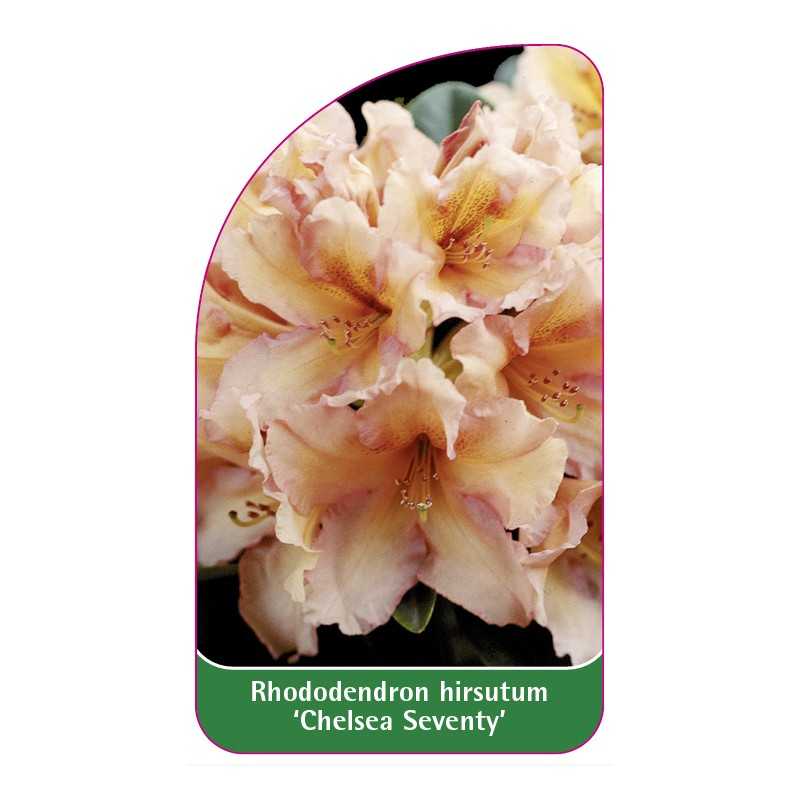 rhododendron-hirsutum-chelsea-seventy-1