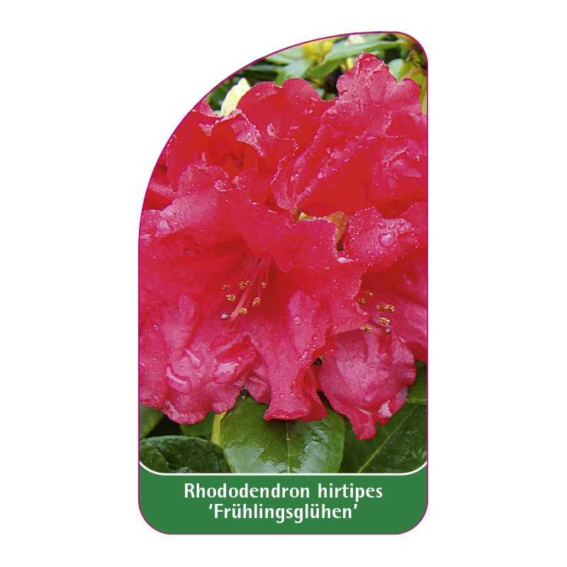 rhododendron-hirtipes-fruhlingsgluhen-1