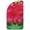 rhododendron-hirtipes-fruhlingsgluhen-1