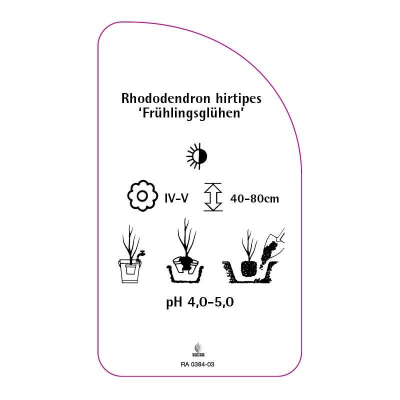 rhododendron-hirtipes-fruhlingsgluhen-0