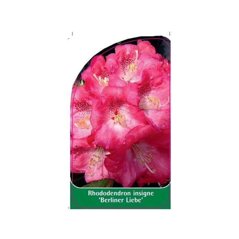 rhododendron-insigne-berliner-liebe-1