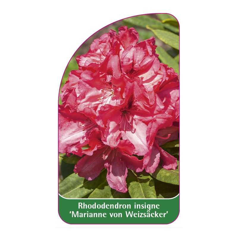 rhododendron-insigne-marianne-von-weizsacker-1