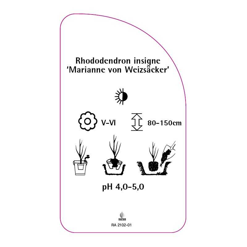 rhododendron-insigne-marianne-von-weizsacker-0