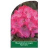 rhododendron-insigne-nofretete-1