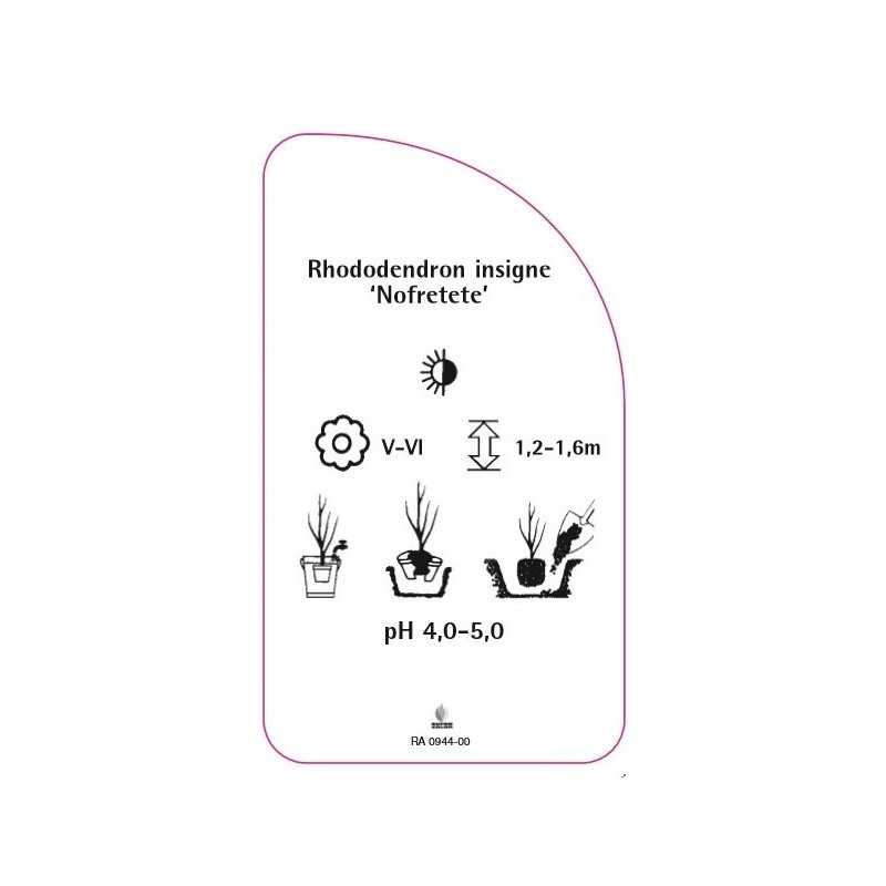 rhododendron-insigne-nofretete-0