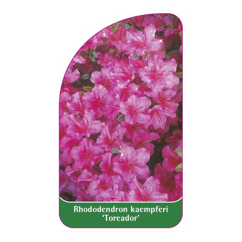 rhododendron-kaempferi-toreador-1