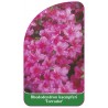 rhododendron-kaempferi-toreador-1