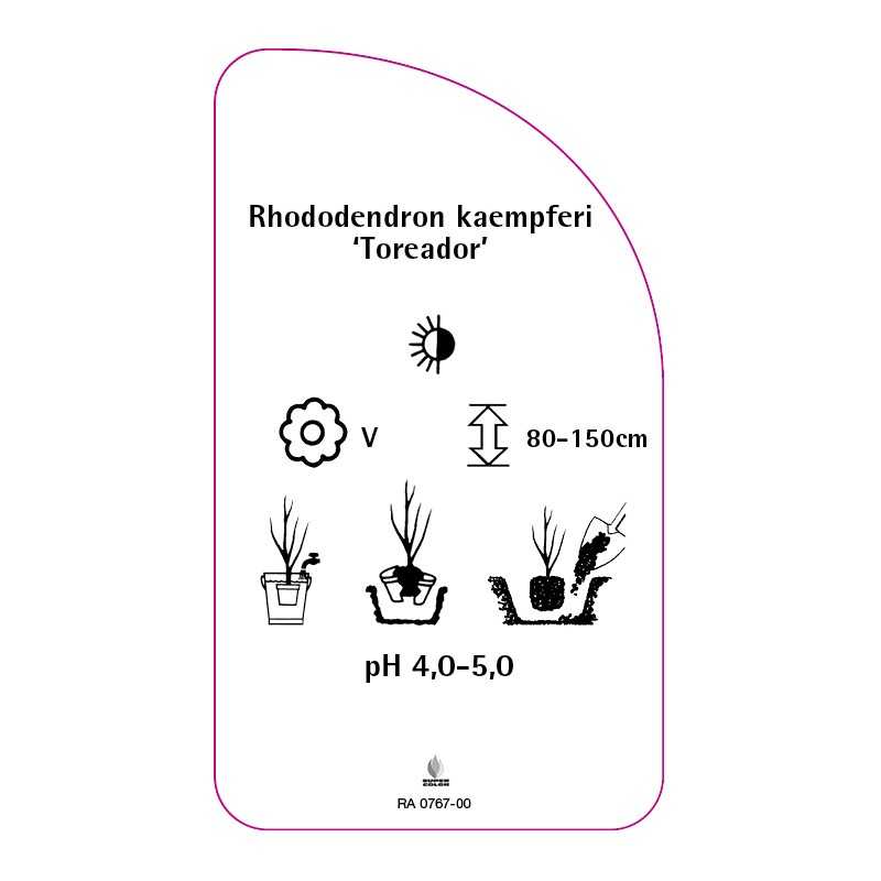 rhododendron-kaempferi-toreador-0