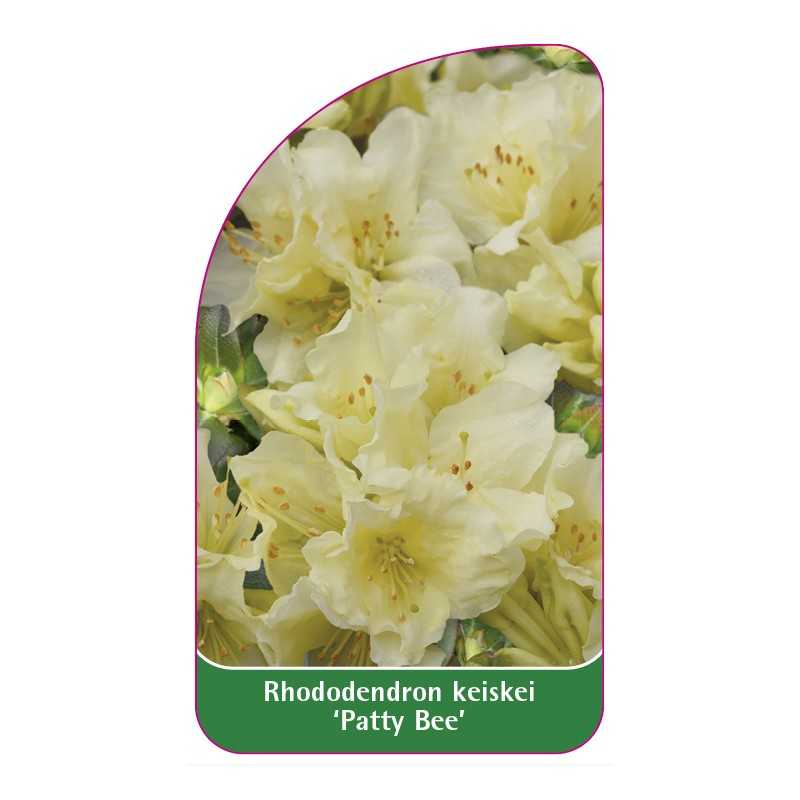 rhododendron-keiskei-patty-bee-standard1
