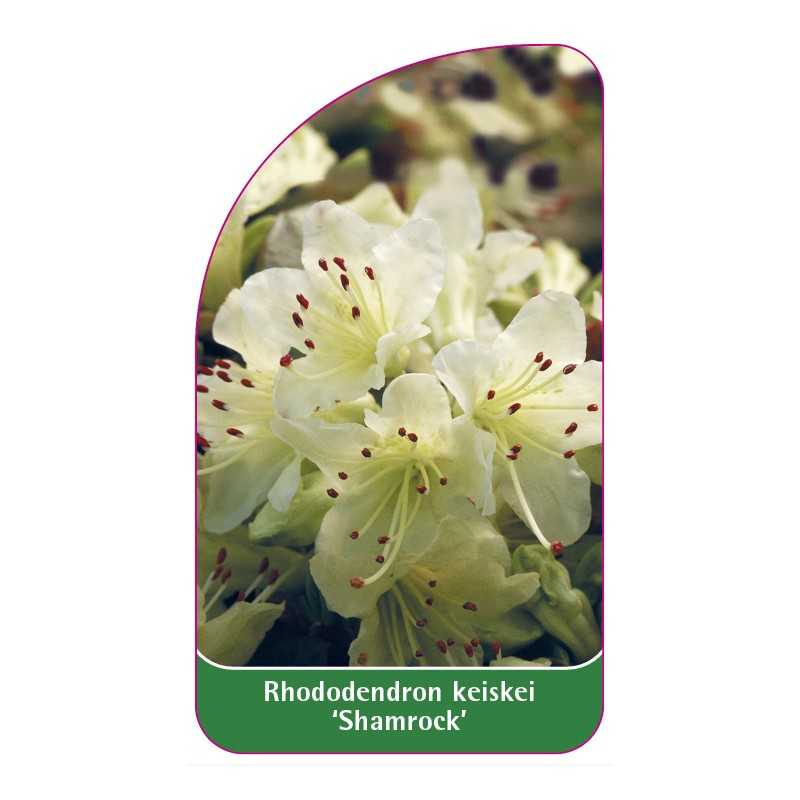 rhododendron-keiskei-shamrock-1