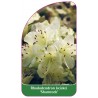 rhododendron-keiskei-shamrock-1