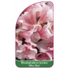 rhododendron-keiskei-wee-bee-mini1