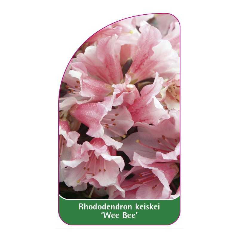 rhododendron-keiskei-wee-bee-standard1