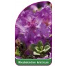 rhododendron-keleticum1