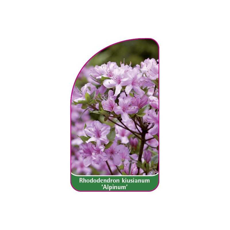 rhododendron-kiusianum-alpinum-1