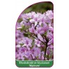 rhododendron-kiusianum-alpinum-1